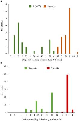 Stripe rust and leaf rust resistance in CIMMYT wheat line “Mucuy” is conferred by combinations of race-specific and adult-plant resistance loci